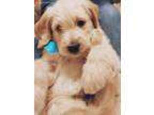 Labradoodle Puppy for sale in Richmond, TX, USA