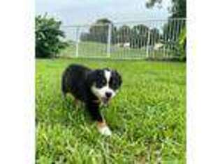 Australian Shepherd Puppy for sale in Miami, FL, USA