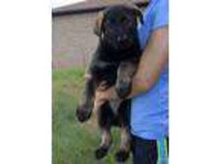 German Shepherd Dog Puppy for sale in Austin, TX, USA