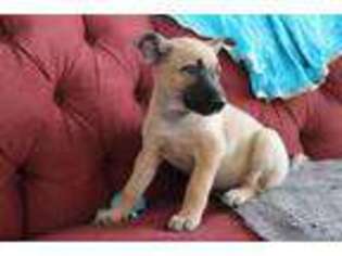 Belgian Malinois Puppy for sale in Chippewa Falls, WI, USA