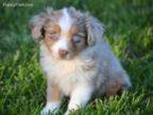 Miniature Australian Shepherd Puppy for sale in Melvern, KS, USA