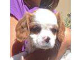 Cavalier King Charles Spaniel Puppy for sale in DURHAM, CA, USA