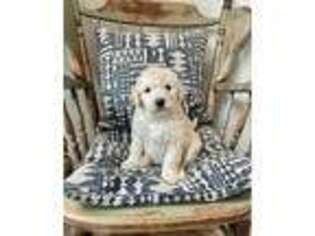 Goldendoodle Puppy for sale in Wake Forest, NC, USA