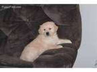 Golden Retriever Puppy for sale in Winslow, IL, USA