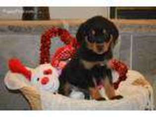 Rottweiler Puppy for sale in Marshfield, MO, USA
