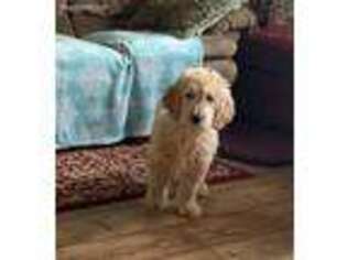 Goldendoodle Puppy for sale in Commodore, PA, USA