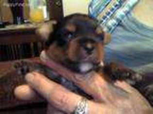 Shorkie Tzu Puppy for sale in Doylestown, OH, USA