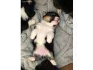 Pembroke Welsh Corgi Puppy for sale in Louisville, OH, USA