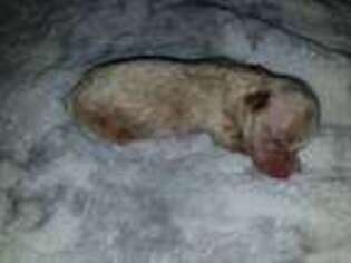 Mutt Puppy for sale in Oviedo, FL, USA