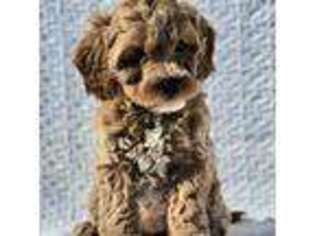Cavapoo Puppy for sale in Casa Grande, AZ, USA