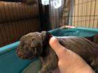 Cane Corso Puppy for sale in Salem, OR, USA