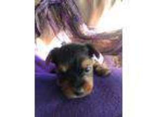 Yorkshire Terrier Puppy for sale in Watseka, IL, USA