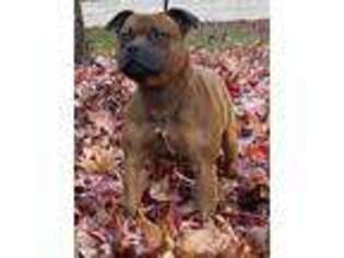 Staffordshire Bull Terrier Puppy for sale in Elk Grove, CA, USA