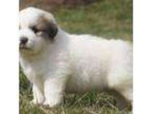 Great Pyrenees Puppy for sale in Foley, MO, USA