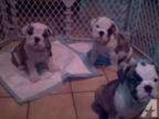 Bulldog Puppy for sale in GARDNERS, PA, USA