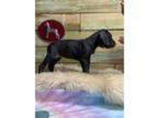 Great Dane Puppy for sale in North Little Rock, AR, USA