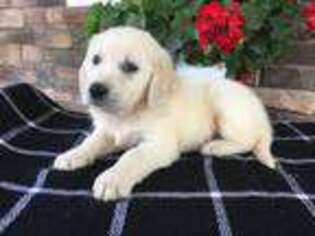 Mutt Puppy for sale in Shreve, OH, USA