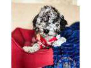 Mutt Puppy for sale in Corydon, IN, USA