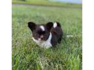 Chihuahua Puppy for sale in Ossian, IN, USA