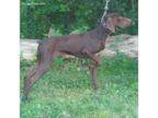 German Shorthaired Pointer Puppy for sale in Continental, OH, USA