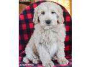 Goldendoodle Puppy for sale in Lewisburg, PA, USA