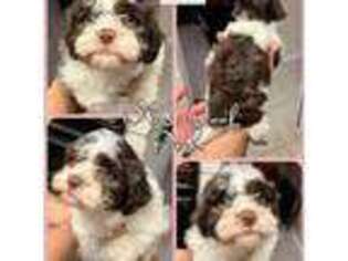 Havanese Puppy for sale in Merritt Island, FL, USA