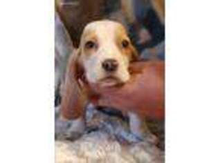 Basset Hound Puppy for sale in Sparta, MO, USA