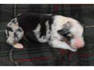 Australian Shepherd Puppy for sale in Kansas, OK, USA