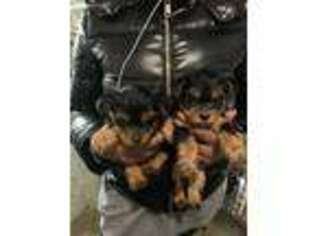 Yorkshire Terrier Puppy for sale in Bloomfield, NJ, USA