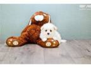 Maltipom Puppy for sale in Fort Worth, TX, USA