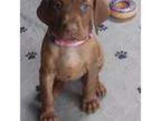 Vizsla Puppy for sale in Merrill, WI, USA