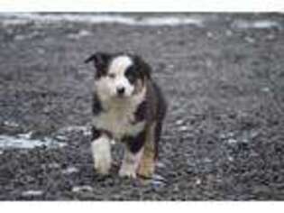 Miniature Australian Shepherd Puppy for sale in Albany, OR, USA
