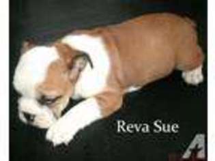 Bulldog Puppy for sale in LONDON, KY, USA