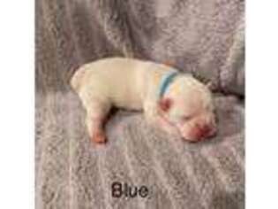 French Bulldog Puppy for sale in Purvis, MS, USA