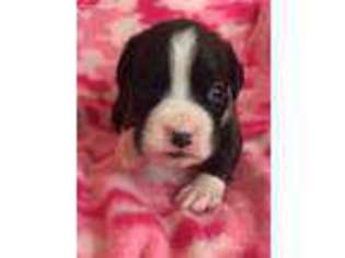 Boxer Puppy for sale in Midland, SD, USA