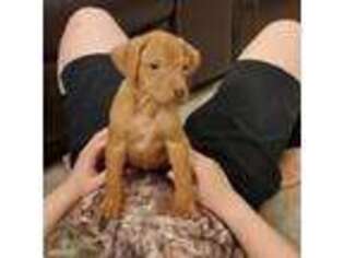 Rhodesian Ridgeback Puppy for sale in Virginia Beach, VA, USA