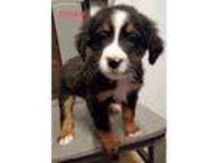 Bernese Mountain Dog Puppy for sale in Camden, MI, USA