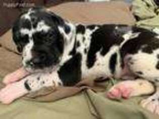 Great Dane Puppy for sale in Maricopa, AZ, USA