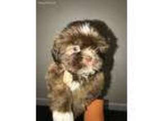 Mutt Puppy for sale in Berkeley, CA, USA
