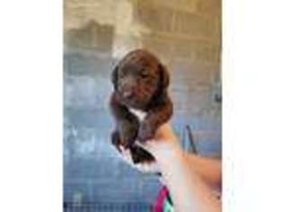 Labrador Retriever Puppy for sale in Buckingham, VA, USA