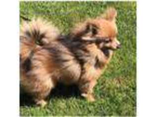 Pomeranian Puppy for sale in Los Angeles, CA, USA