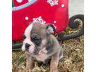 Bulldog Puppy for sale in Claremore, OK, USA