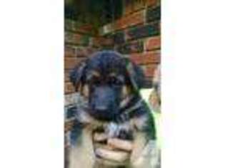 German Shepherd Dog Puppy for sale in THORNDIKE, MA, USA