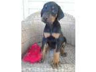 Doberman Pinscher Puppy for sale in Wichita, KS, USA