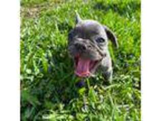 French Bulldog Puppy for sale in Parrish, FL, USA