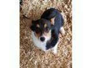 Pembroke Welsh Corgi Puppy for sale in Jerico Springs, MO, USA