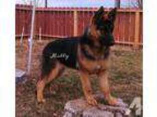 German Shepherd Dog Puppy for sale in ANDERSON, CA, USA