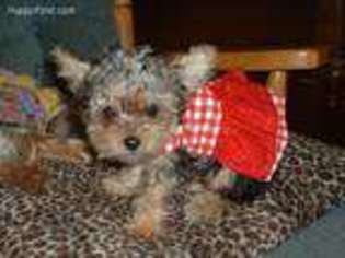 Yorkshire Terrier Puppy for sale in Jamaica, IA, USA