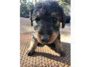 Airedale Terrier Puppy for sale in Hinton, OK, USA