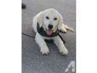Medium Photo #1 Labrador Retriever Puppy For Sale in CARMEL, IN, USA